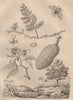 Arge ochropus (rose sawfly). Hymenaea courbaril. Hymenophyllum (filmy fern) 1834