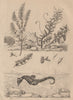Hypnes. Hyppocampe (Sea Horse). Hyssopus officinalis (Hyssop) 1834 old print