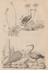 Iberis (candytuft). Ibis rouge (Scarlet Ibis). Ibis Sacré (Sacred Ibis) 1834