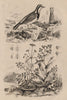 Imitator bird. Shrubby everlasting. Imperatoria ostruthium (Masterwort) 1834