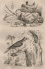 ANIMALS. Inachus crab. Indicator bird (Honeyguide) 1834 old antique print