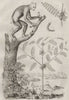 PRIMATES/PLANTS. Indigotier (indigo plant). Indri lemur 1834 old antique print