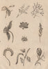 FLOWERS. Inflorescence. Flowering plants I 1834 old antique print picture