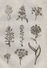 FLOWERS. Inflorescence. Flowering plants II 1834 old antique print picture