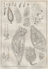 GEOLOGY. Infusoires (Infusoria) II 1834 old antique vintage print picture