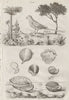 Ground parrot. Inocarpus (Tahitian chestnut). Inoceramus extinct mollusc 1834