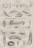 INSECTS. Insectes. 3 life stages. Eggs. Larvae. 1834 old antique print picture
