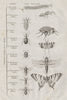 INSECT KINGDOM. Insectes. 12 orders. Classification 1834 old antique print