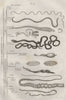 INTESTINAL PARASITES. Intestinaux (Intestinal). 12 orders. Classification 1834