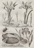 Ips beetle. Iridina mollusc. Iris flower 1834 old antique print picture