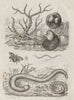 Iside. Isocarde (Glossus humanus - Oxheart Clam). Isie. Julida millipede 1834