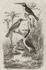 BIRDS. Jabiru stork. Jacamar. Jacamaralcyon (three-toed Jacamar) 1834 print