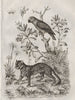 Jaco (African Grey Parrot). Jacquinia. Jaguar 1834 old antique print picture