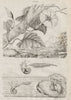 Jalap (Ipomoea purga). Janthina (Common Purple Snail) 1834 old antique print