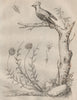 BIRDS/PLANTS. Jaseur (Waxwing). Jasione 1834 old antique vintage print picture