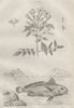 FISH/PLANTS. Jasmin (Jasmine). Johnius (Croaker) 1834 old antique print