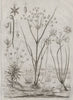 Juncus (rushes). Eriocaulon (pipewort). Joncinelle. Jonquille (Daffodil) 1834
