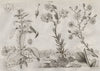 PLANTS. Joséphine. Joubarbes (Sempervivum) 1834 old antique print picture