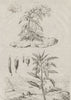 PLANTS. Jusquiame (Henbane). Jussiée (Water Primrose) 1834 old antique print