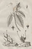 PLANTS. Jungermanniales (Liverworts). Justicia 1834 old antique print picture