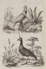 Kakatoes (White crested Cockatoo). Kamichi (Southern Screamer); head spike 1834