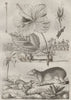Kermes oak. Kerodon rodent. Ketmie (Hibiscus) 1834 old antique print picture