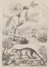 Ketmie (Hibiscus). Kinkajou (Honey bear) 1834 old antique print picture