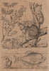 Koala (Koala) bear. Kolreuterie (Koelreuteria). Kurte fish 1834 old print