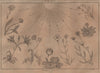 LINNAEUS' FLOWER CLOCK. Horloge de Flore I. Horologium Florae 1834 old print