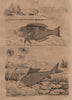 FISH. Labre (Wrasse). Labéon (Labeo) 1834 old antique vintage print picture
