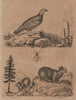 Lagomys (Pika). Lagopède (Ptarmigan). Lagria hirta 1834 old antique print