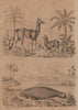 MAMMALS. Lama (Llama). Lamantin (Manatee) 1834 old antique print picture