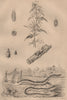 Lampourde/cocklebur.Lamprias.Lamprima oenea/Cuvier beetle.Lamproies/Lamprey 1834