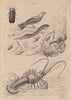 Lampyris (firefly). Langaha snake. Langouste (Spiny lobster). Woodswallow 1834