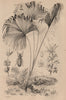 Latania (Red Latan Palm). Latridius beetle. Lauréole (Laurel) 1834 old print