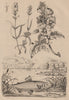 Lavande (Lavender). Lavatera (tree mallows). Lavarets (Whitefish) 1834 print