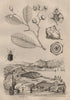 Lebias fish. Lebia Grandis (Ground Beetle). Lecythis plant 1834 old print