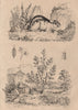 Ledum (Labrador Tea). Ledra (Leafhopper). Lemming 1834 old antique print