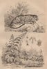LEOPARDS. Lenticule (duckweed). Leonotis leonurus (lion's tail). Leopard 1834