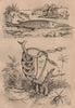 Lepisma (silverfish). Lepisosteus (Gar fish). Red velvet mite. Parrot snake 1834