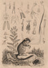Lernées. Lerot (Garden Dormouse). Lessertia. Lethre 1834 old antique print