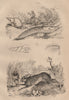 Lièvre (Hare). Limace (Slug). Limnadie. Lymnaea (pond snail) 1834 old print