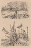 INSECTS. Lithosia butterflies. Lixe (LIX). Locuste (Locust) 1834 old print