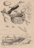 Pine saw-fly. Loricaria Catfish. Eurasian Golden Oriole. Nest. egg 1834 print