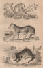 MAMMALS. Loris. Loup (Wolf). Loutre (Otter) 1834 old antique print picture