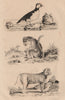 Chinese Bonnet Macaque. Rhesus Macaque. Macareux (Puffin) 1834 old print