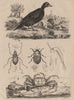 Machilidae. Macraspis & water beetles. Scoter. Telescope-eyed ghost crab 1834