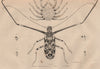 Macrope (Arlequin Cayenne/Harlequin Beetle). Maia (Spider Crab). Maillots 1834