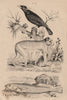 Magot (Barbary Macaque). Maigre (Meagre or shade-fish). Mainate (Mynah) 1834
