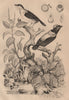 White-bearded & Blue-backed Manakins. Manchineel tree. Mandragora/Mandrake 1834